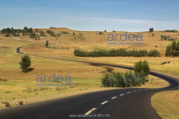 : A winding, black-top road cuts through the : A winding, black-top road cuts through the
