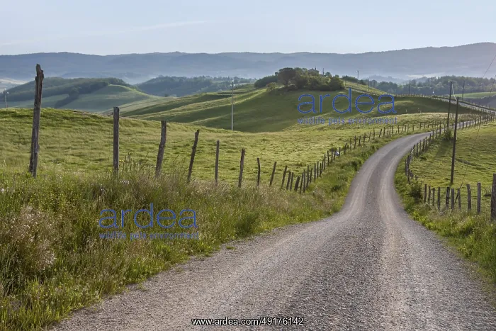 : A winding country lane leads through rolling green hills with fences : A winding country lane leads through rolling green hills with fences
