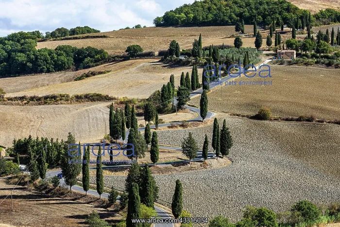 : Winding road with cypress trees (Cupressus) leads : Winding road with cypress trees (Cupressus) leads