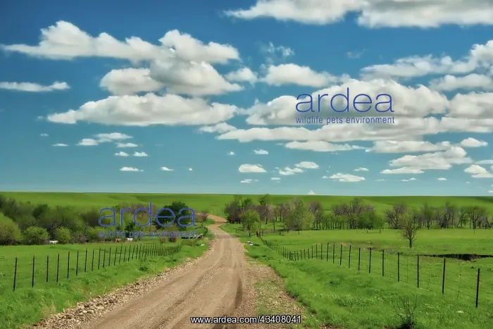 : Winding road in Kansas Flint Hills : Winding road in Kansas Flint Hills