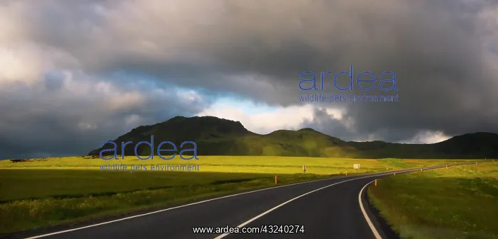 : Winding road, Vik, Iceland : Winding road, Vik, Iceland