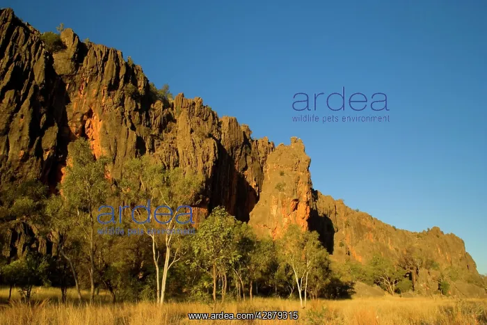 : Windjana Gorge - the sheer, vertical wall of Windjana : Windjana Gorge - the sheer, vertical wall of Windjana