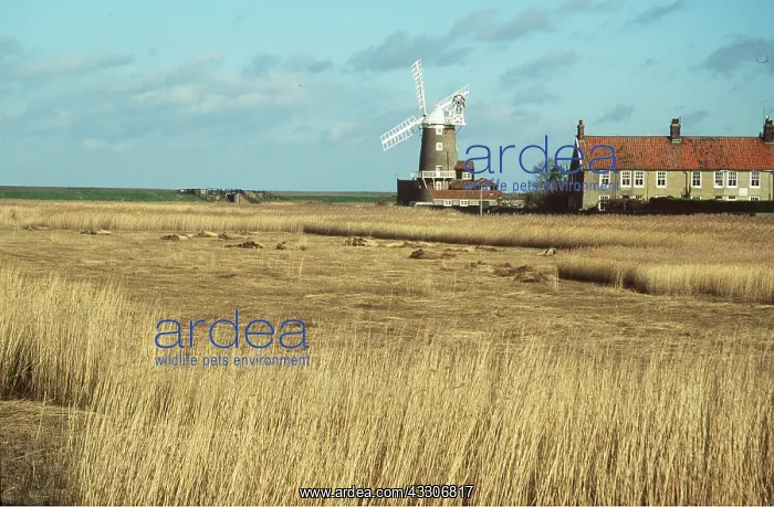 : Windmill : Windmill