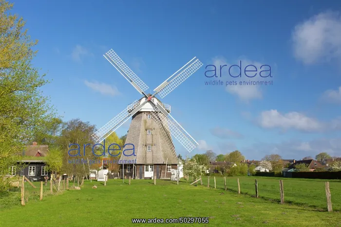 : Windmill Ahrenshoop : Windmill Ahrenshoop
