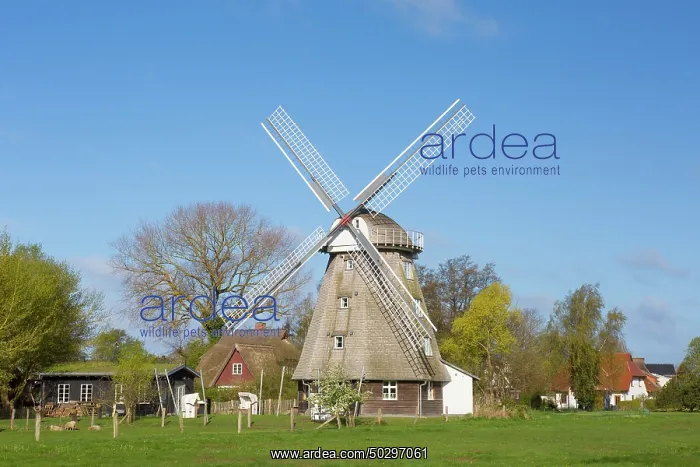 : Windmill Ahrenshoop : Windmill Ahrenshoop