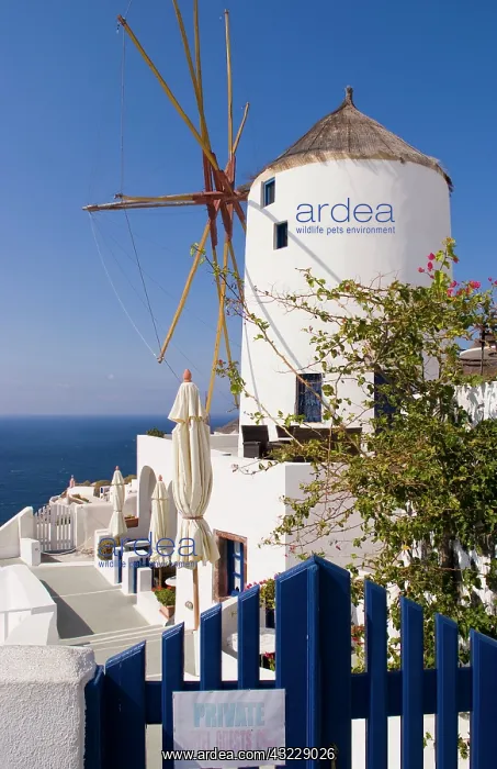 : Windmill in cliff top village of Oia, Santorini : Windmill in cliff top village of Oia, Santorini