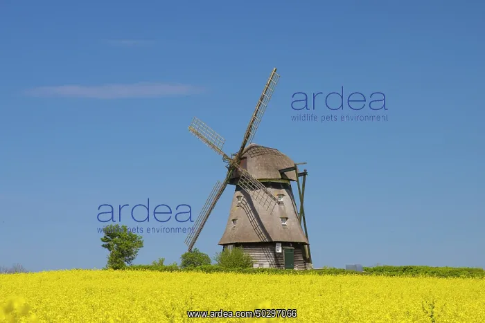  : Windmill Favre