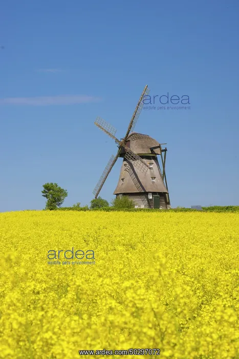  : Windmill Favre