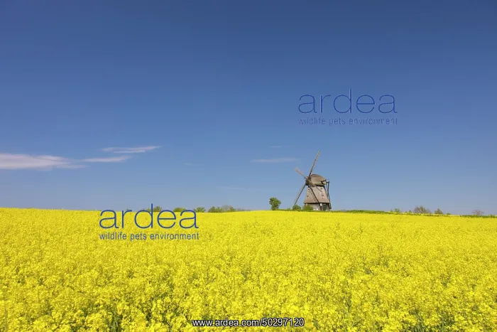 : Windmill Favre : Windmill Favre