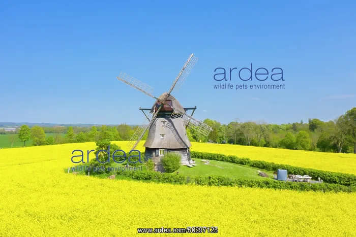  : Windmill Favre