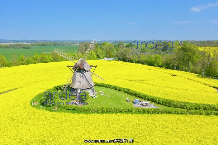 : Windmill Favre : Windmill Favre