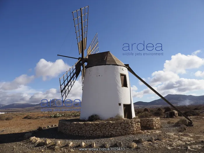 : Windmill, Fuerteventura, Canary Islands, Spain : Windmill, Fuerteventura, Canary Islands, Spain