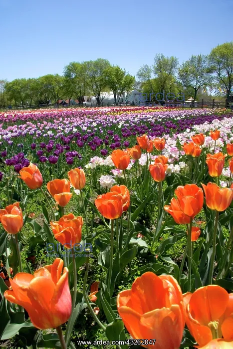 : Windmill Island park with tulips in bloom : Windmill Island park with tulips in bloom