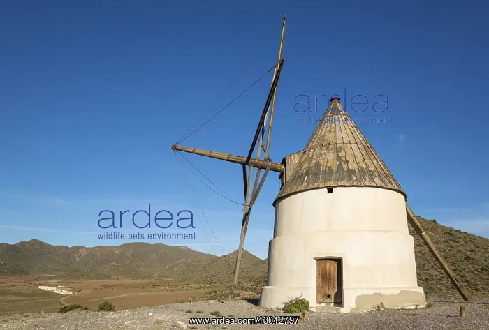 : The windmill Molino del Collado de los Genoveses : The windmill Molino del Collado de los Genoveses