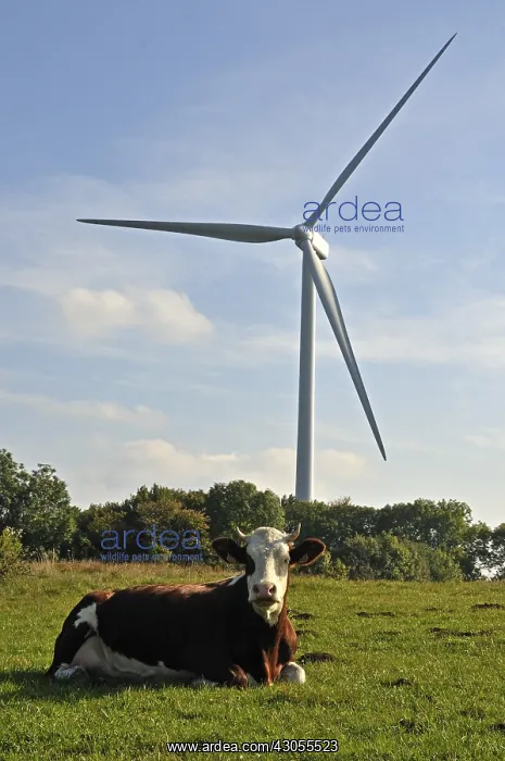 : Windmill and Montbeliarde cow Lomont massif Jura France : Windmill and Montbeliarde cow Lomont massif Jura France