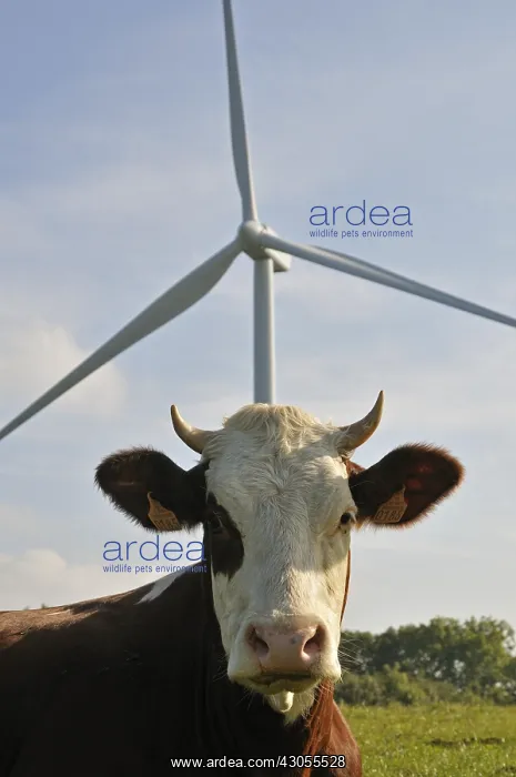  : Windmill and Montbeliarde cow Lomont massif Jura France