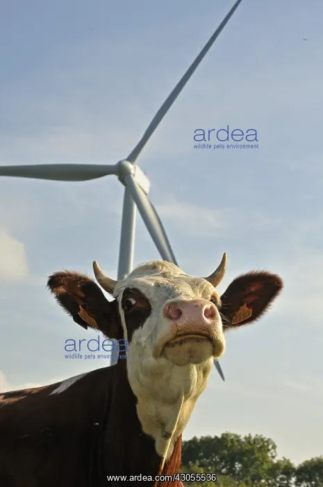 : Windmill and Montbeliarde cow Lomont massif Jura France : Windmill and Montbeliarde cow Lomont massif Jura France