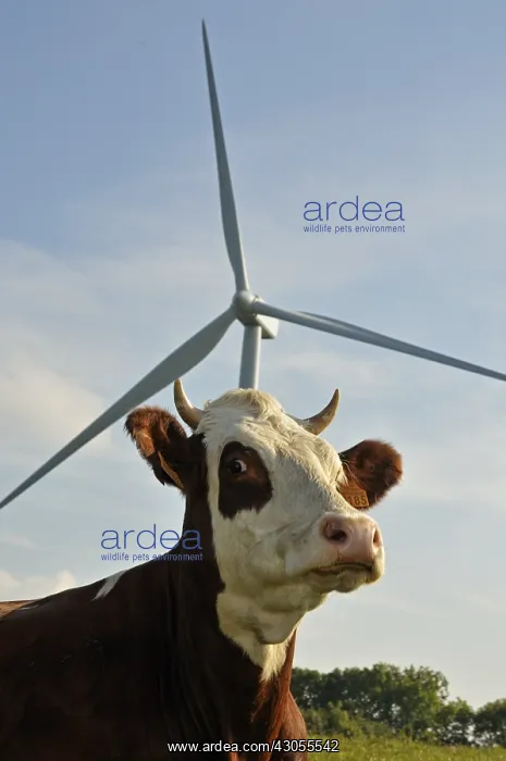 : Windmill and Montbeliarde cow Lomont massif Jura France : Windmill and Montbeliarde cow Lomont massif Jura France