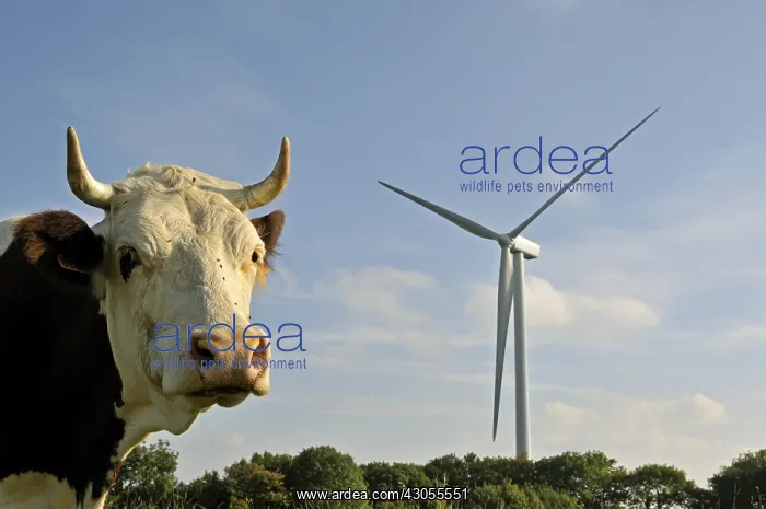: Windmill and Montbeliarde cow Lomont massif Jura France : Windmill and Montbeliarde cow Lomont massif Jura France