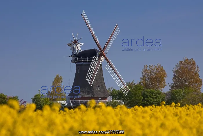 : Windmill in Oldsum on the island of Fnhr, Northern : Windmill in Oldsum on the island of Fnhr, Northern