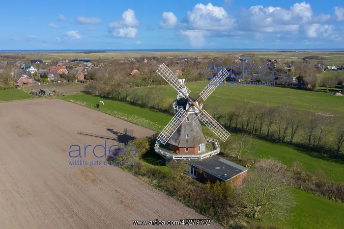 : Windmill Oldsum - island of Foehr - Germany : Windmill Oldsum - island of Foehr - Germany