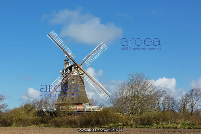 : Windmill Oldsum - island of Foehr - Germany : Windmill Oldsum - island of Foehr - Germany