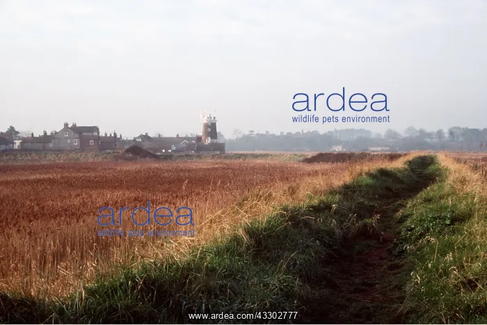 : Windmill & Reedbeds : Windmill & Reedbeds