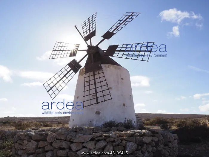 : Windmill with sun star, Fuerteventura, Canary Islands : Windmill with sun star, Fuerteventura, Canary Islands
