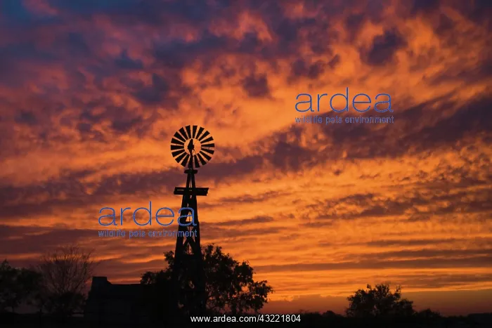 : Windmill at sunset, Rio Grande Valley, Texas, USA : Windmill at sunset, Rio Grande Valley, Texas, USA