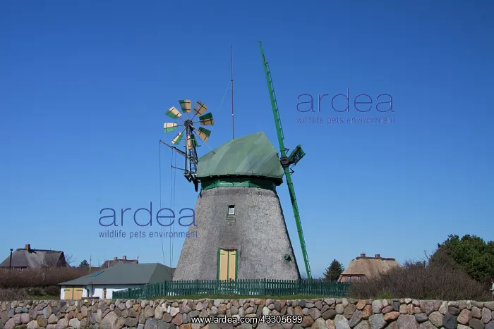 : Windmill at the village of Nebel - island Amrum : Windmill at the village of Nebel - island Amrum