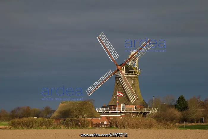  : Windmill at the village of Oldsum - island Foehr