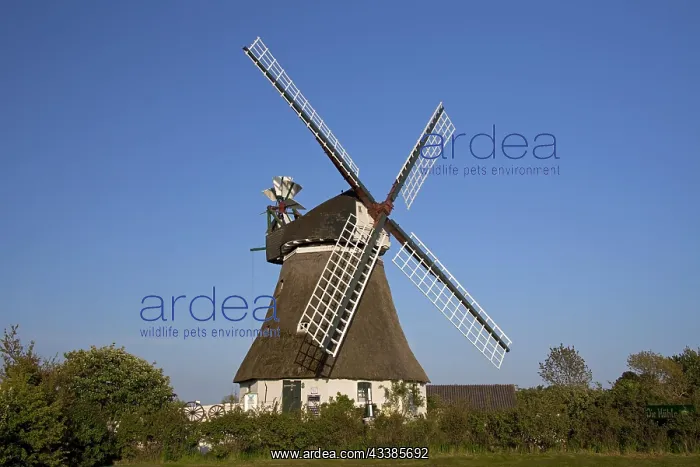 : Windmill in Wrixum on the island of Fnhr, Northern : Windmill in Wrixum on the island of Fnhr, Northern