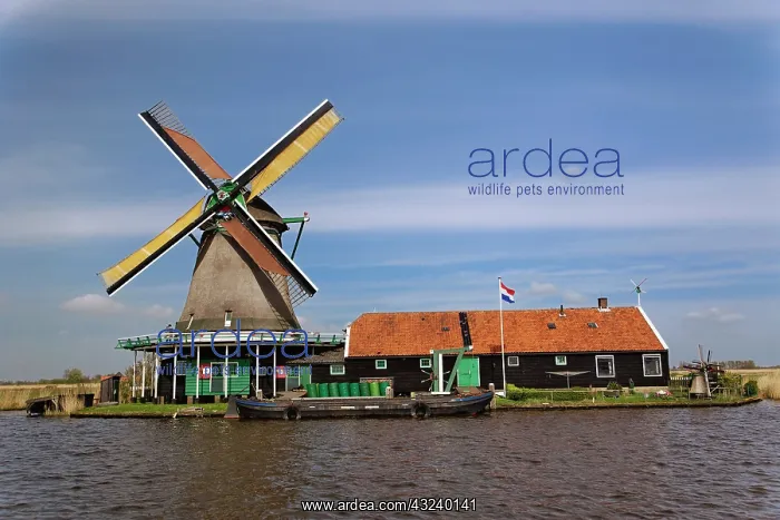 : Windmill, Zaanse Schans, Holland, Netherlands : Windmill, Zaanse Schans, Holland, Netherlands