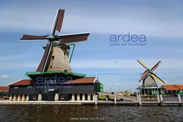 : Windmill, Zaanse Schans, Holland, Netherlands : Windmill, Zaanse Schans, Holland, Netherlands