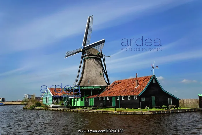 : Windmill, Zaanse Schans, Holland, Netherlands : Windmill, Zaanse Schans, Holland, Netherlands