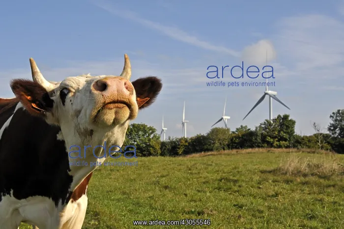 : Windmills and Montbeliarde cow Lomont massif Jura France : Windmills and Montbeliarde cow Lomont massif Jura France