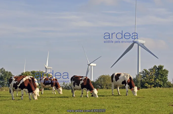 : Windmills and Montbeliardes cows Lomont massif Jura France : Windmills and Montbeliardes cows Lomont massif Jura France