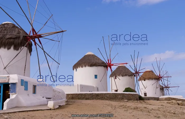 : The windmills of Mykonos on the Cyclades : The windmills of Mykonos on the Cyclades