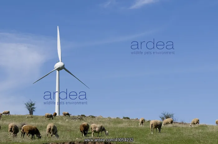 : Windmills and sheep Serre des fourches Freyssenet Ardeche : Windmills and sheep Serre des fourches Freyssenet Ardeche
