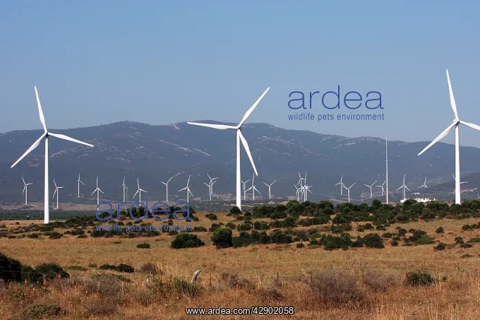 : Windmills / Turbines at wind farm near Tarifa : Windmills / Turbines at wind farm near Tarifa