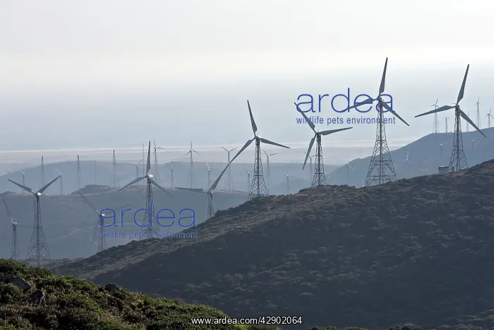 : Windmills / Turbines at wind farm near Tarifa : Windmills / Turbines at wind farm near Tarifa