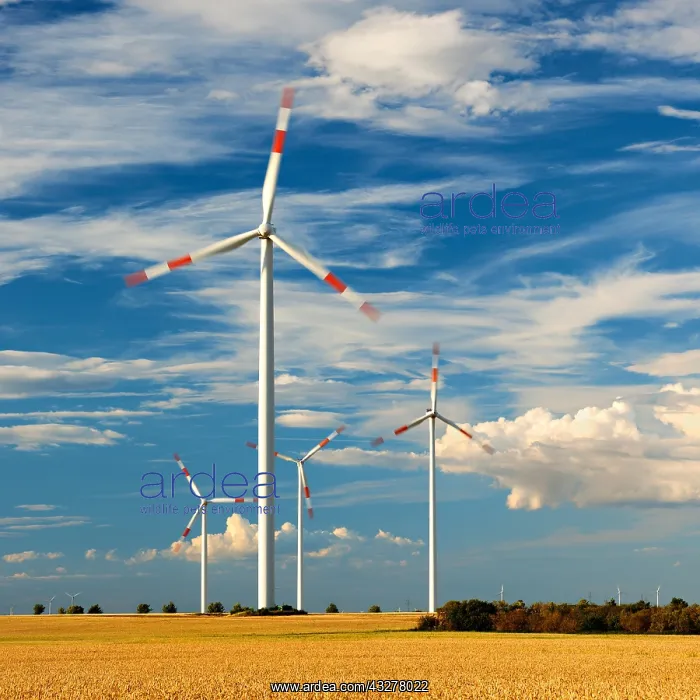 : Windmills turning, cloudy stormy sky, harvested : Windmills turning, cloudy stormy sky, harvested