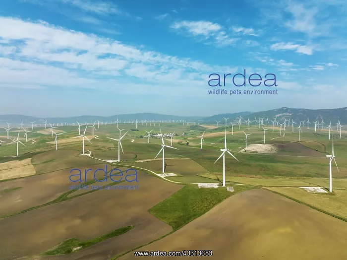 : Windmills on a wind farm near Zahara de los Atunes : Windmills on a wind farm near Zahara de los Atunes