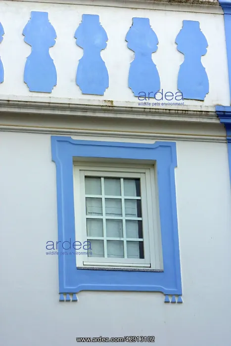 : Window Fascade - in Evora, World Heritage city : Window Fascade - in Evora, World Heritage city