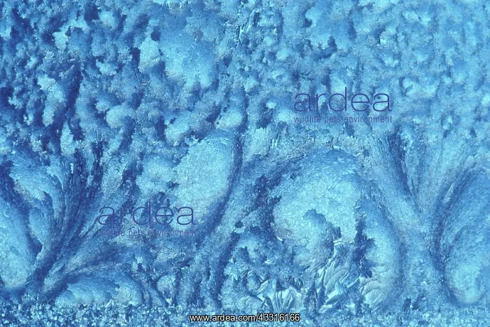 : Window frost abstract forest trees in winter Kleefeld : Window frost abstract forest trees in winter Kleefeld