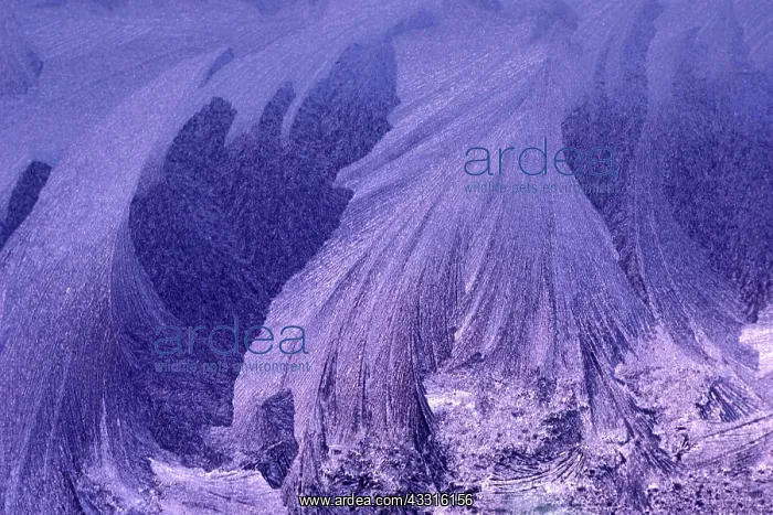 : Window frost abstract in winter Kleefeld Manitoba Canada : Window frost abstract in winter Kleefeld Manitoba Canada