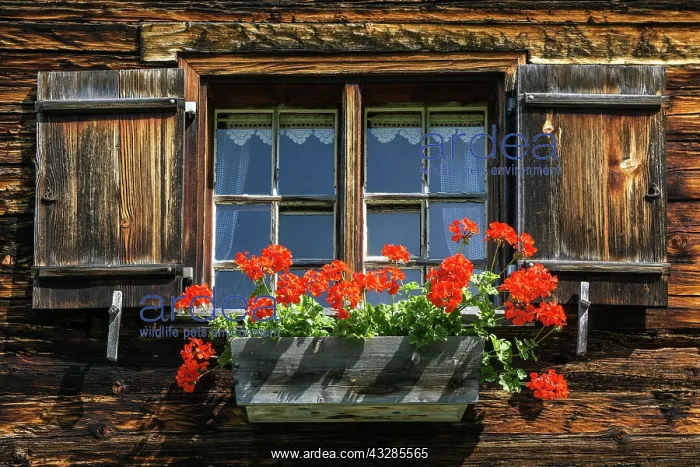: Window with geraniums on an old farmhouse in the : Window with geraniums on an old farmhouse in the