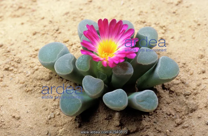 : Window Plant - in bloom. Succulent : Window Plant - in bloom. Succulent