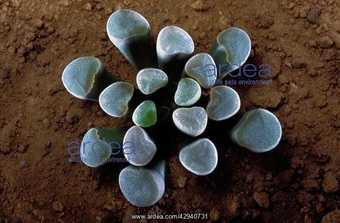 : Window Plant - the upper part of the plant collect : Window Plant - the upper part of the plant collect