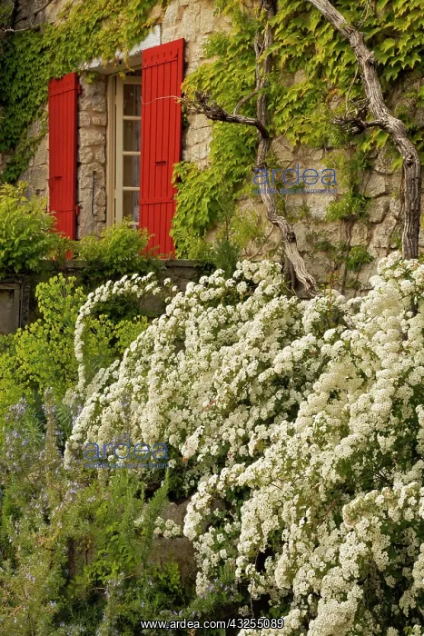 : Windows in French Villa in Provence region : Windows in French Villa in Provence region